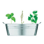 MIX SEEDS - Image 2