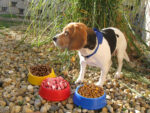 Puppy dog bowl - Image 2